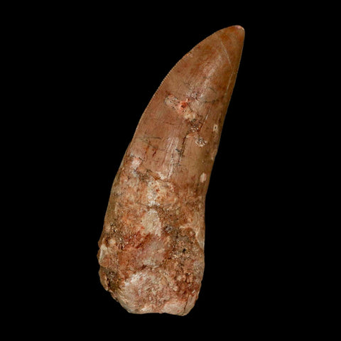 XL 3.3" Carcharodontosaurus Serrated Fossil Tooth Cretaceous Theropod Dinosaur COA - Fossil Age Minerals