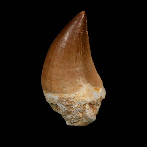 XL 2.3" Mosasaur Prognathodon Fossil Tooth Cretaceous Dinosaur Era COA, Stand