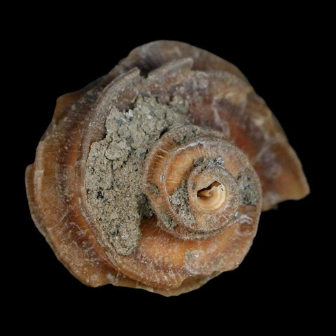 1.9" Ecphora Gardnerae Gastropod Fossil Shell Lee Creek Miocene Epoch North Carolina - Fossil Age Minerals