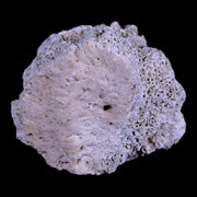 1.9" Glyptodon Fossil Osteoderm Scute Plate Bony Armor Pliocene Age Uruguay COA