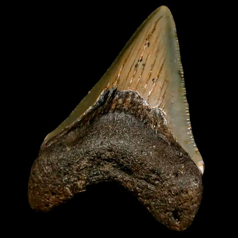 2.6" Quality Megalodon Shark Tooth Serrated Fossil Natural Miocene Age COA