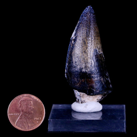 2.2" Sarcosuchus Imperator Crocodile Fossil Tooth Elrhaz FM Cretaceous Niger COA - Fossil Age Minerals