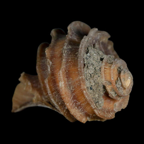 1.9" Ecphora Gardnerae Gastropod Fossil Shell Lee Creek Miocene Epoch North Carolina - Fossil Age Minerals