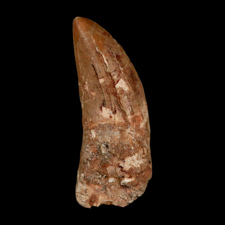 XL 3.3" Carcharodontosaurus Serrated Fossil Tooth Cretaceous Theropod Dinosaur COA