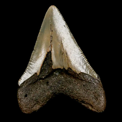 2.6" Quality Megalodon Shark Tooth Serrated Fossil Natural Miocene Age COA