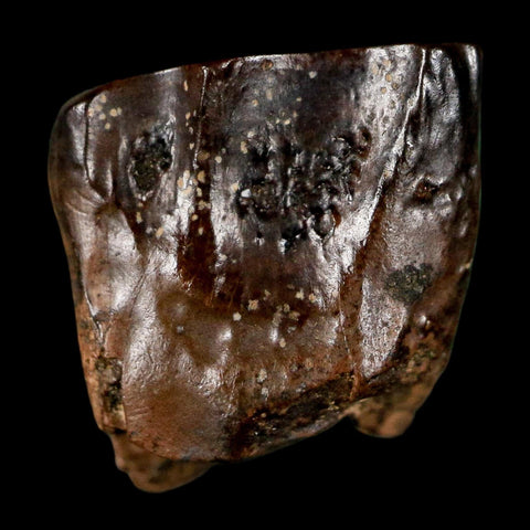 0.5" Triceratops Fossil Tooth Lance Creek FM Cretaceous Dinosaur WY COA Display - Fossil Age Minerals