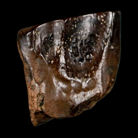 0.5" Triceratops Fossil Tooth Lance Creek FM Cretaceous Dinosaur WY COA Display - Fossil Age Minerals