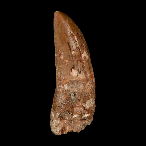 XL 3.3" Carcharodontosaurus Serrated Fossil Tooth Cretaceous Theropod Dinosaur COA - Fossil Age Minerals