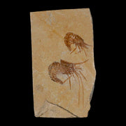 2 Two Fossil Shrimp Carpopenaeus Cretaceous Age 100 Mil Yrs Old Lebanon COA