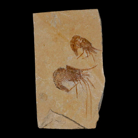 2 Two Fossil Shrimp Carpopenaeus Cretaceous Age 100 Mil Yrs Old Lebanon COA