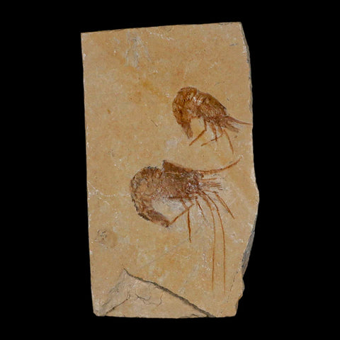 2 Two Fossil Shrimp Carpopenaeus Cretaceous Age 100 Mil Yrs Old Lebanon COA - Fossil Age Minerals