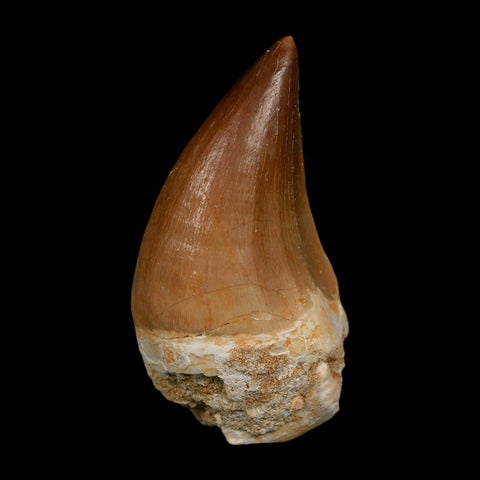 XL 2.3" Mosasaur Prognathodon Fossil Tooth Cretaceous Dinosaur Era COA, Stand