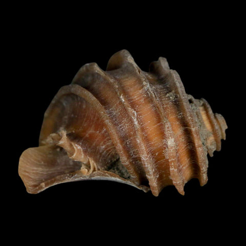 1.9" Ecphora Gardnerae Gastropod Fossil Shell Lee Creek Miocene Epoch North Carolina - Fossil Age Minerals