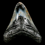 3.6" Quality Megalodon Shark Tooth Serrated Fossil Natural Miocene Age COA