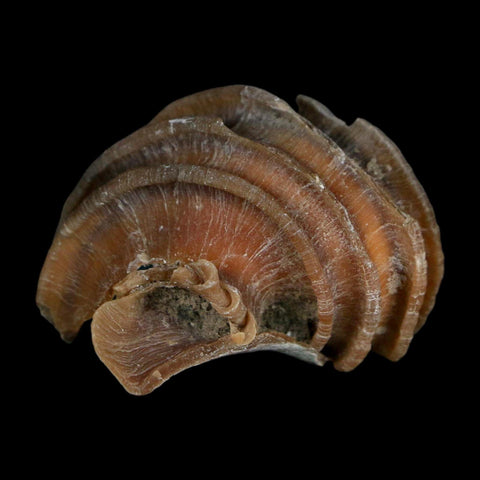 1.9" Ecphora Gardnerae Gastropod Fossil Shell Lee Creek Miocene Epoch North Carolina - Fossil Age Minerals