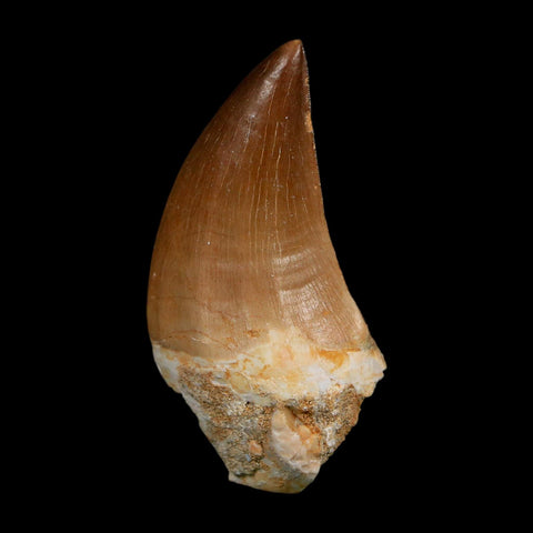 XL 2.3" Mosasaur Prognathodon Fossil Tooth Cretaceous Dinosaur Era COA, Stand