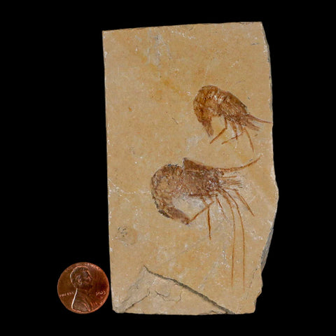 2 Two Fossil Shrimp Carpopenaeus Cretaceous Age 100 Mil Yrs Old Lebanon COA - Fossil Age Minerals