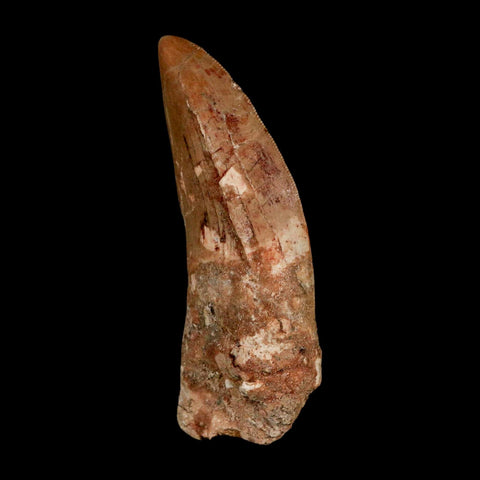 XL 3.3" Carcharodontosaurus Serrated Fossil Tooth Cretaceous Theropod Dinosaur COA - Fossil Age Minerals