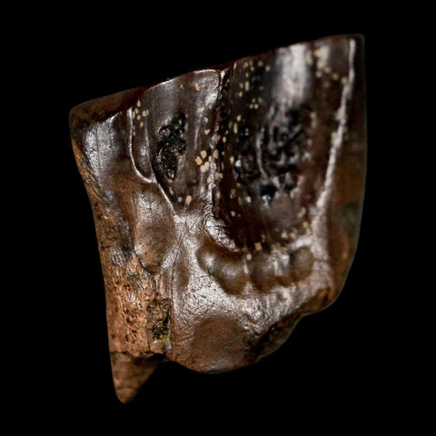 0.5" Triceratops Fossil Tooth Lance Creek FM Cretaceous Dinosaur WY COA Display - Fossil Age Minerals