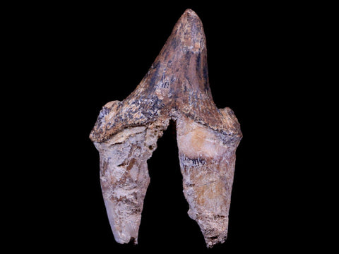 3.3" Pappocetus Lugardi Tooth Prehistoric Whale 40-34 Mil Yrs Old Eocene Age - Fossil Age Minerals