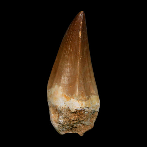 XL 2.3" Mosasaur Prognathodon Fossil Tooth Cretaceous Dinosaur Era COA, Stand