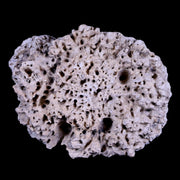 2.1" Glyptodon Fossil Osteoderm Scute Plate Bony Armor Pliocene Age Uruguay COA