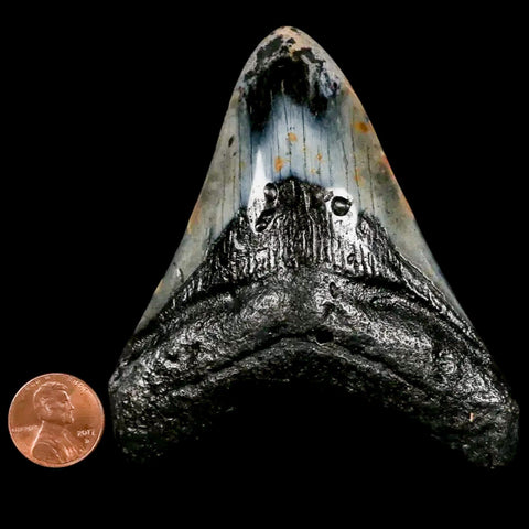 3.6" Quality Megalodon Shark Tooth Serrated Fossil Natural Miocene Age COA