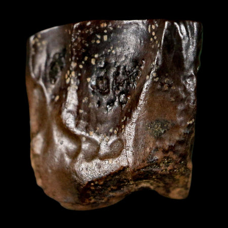 0.5" Triceratops Fossil Tooth Lance Creek FM Cretaceous Dinosaur WY COA Display