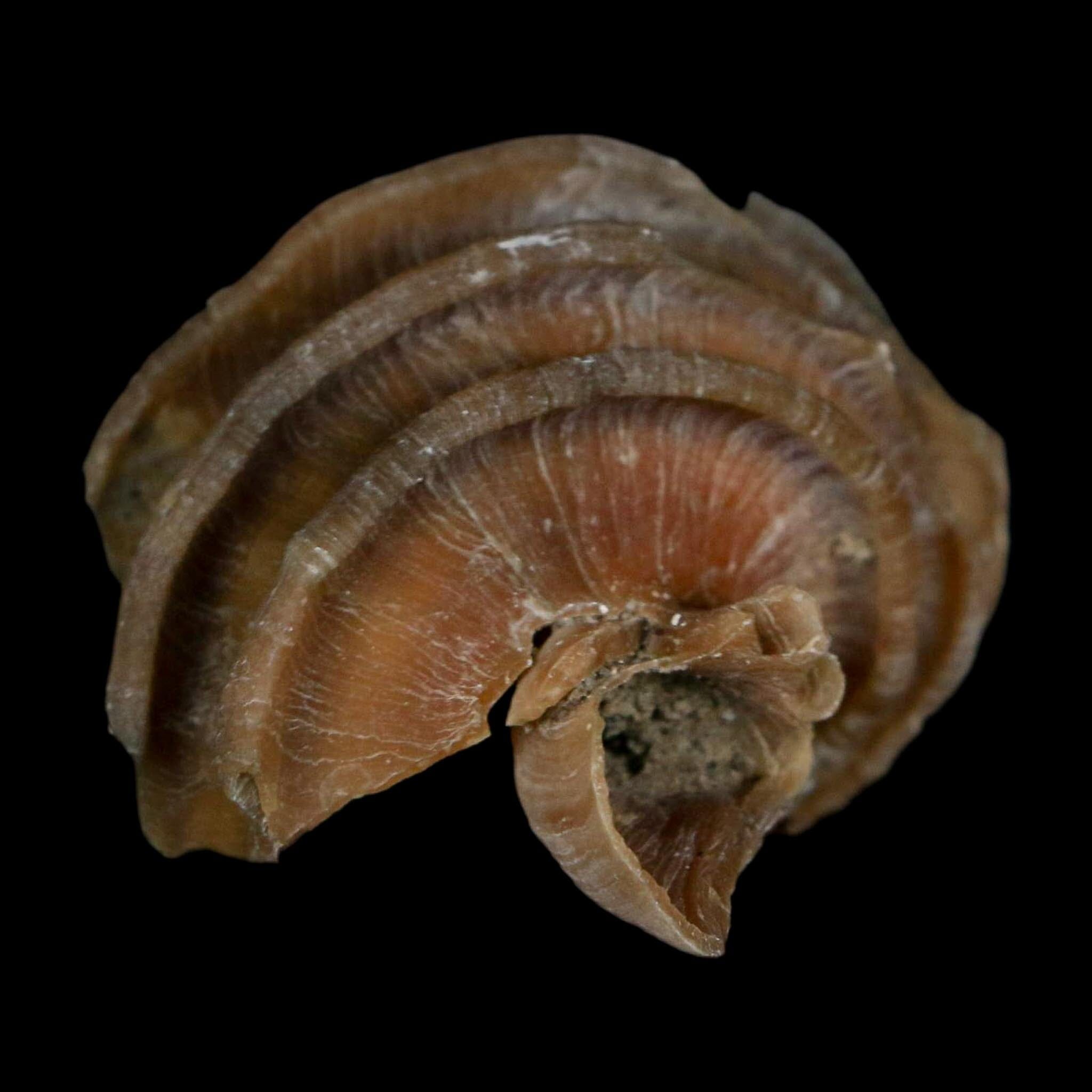 1.9" Ecphora Gardnerae Gastropod Fossil Shell Lee Creek Miocene Epoch North Carolina - Fossil Age Minerals