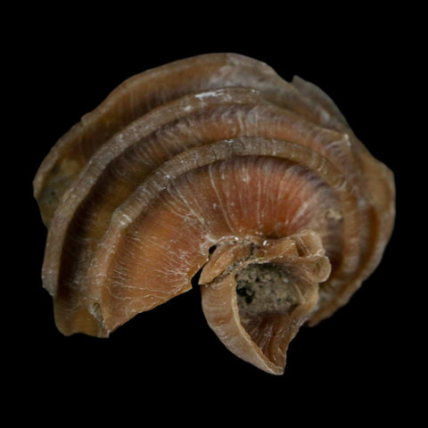 1.9" Ecphora Gardnerae Gastropod Fossil Shell Lee Creek Miocene Epoch North Carolina - Fossil Age Minerals