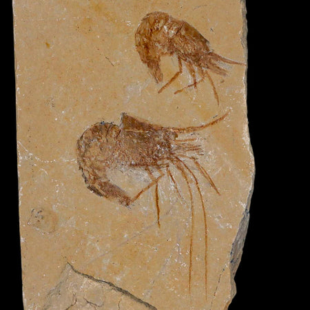 2 Two Fossil Shrimp Carpopenaeus Cretaceous Age 100 Mil Yrs Old Lebanon COA