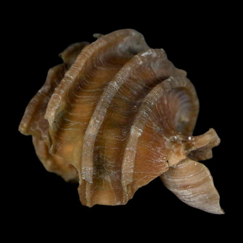 1.9" Ecphora Gardnerae Gastropod Fossil Shell Lee Creek Miocene Epoch North Carolina - Fossil Age Minerals