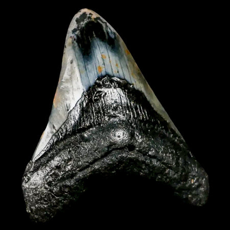 3.6" Quality Megalodon Shark Tooth Serrated Fossil Natural Miocene Age COA