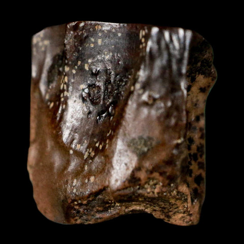 0.5" Triceratops Fossil Tooth Lance Creek FM Cretaceous Dinosaur WY COA Display - Fossil Age Minerals