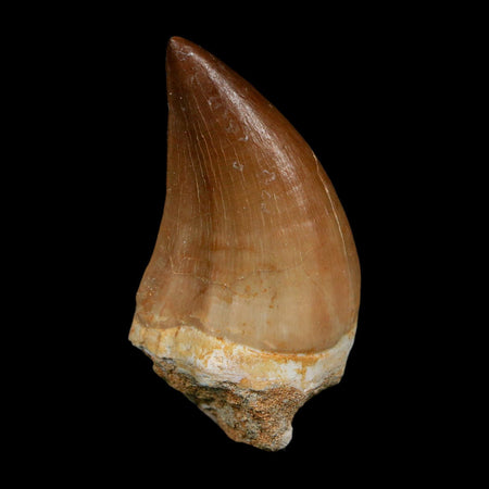 XL 2.3" Mosasaur Prognathodon Fossil Tooth Cretaceous Dinosaur Era COA, Stand