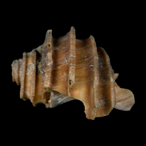 1.9" Ecphora Gardnerae Gastropod Fossil Shell Lee Creek Miocene Epoch North Carolina - Fossil Age Minerals