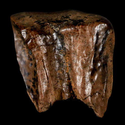 0.5" Triceratops Fossil Tooth Lance Creek FM Cretaceous Dinosaur WY COA Display - Fossil Age Minerals