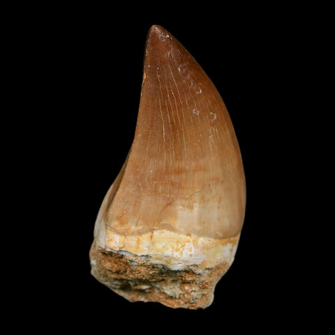 XL 2.3" Mosasaur Prognathodon Fossil Tooth Cretaceous Dinosaur Era COA, Stand