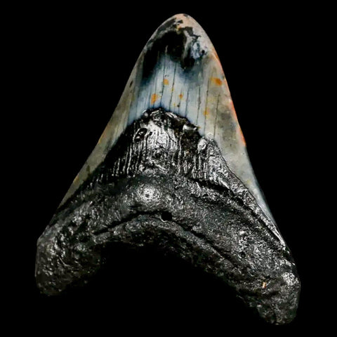 3.6" Quality Megalodon Shark Tooth Serrated Fossil Natural Miocene Age COA