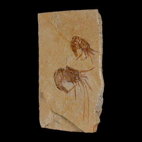 2 Two Fossil Shrimp Carpopenaeus Cretaceous Age 100 Mil Yrs Old Lebanon COA - Fossil Age Minerals