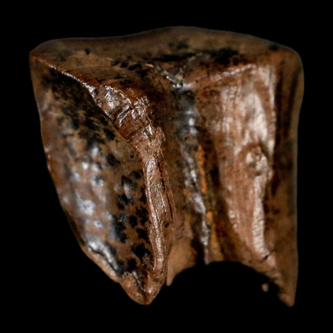 0.5" Triceratops Fossil Tooth Lance Creek FM Cretaceous Dinosaur WY COA Display - Fossil Age Minerals