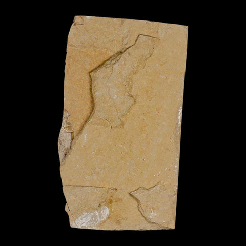 2 Two Fossil Shrimp Carpopenaeus Cretaceous Age 100 Mil Yrs Old Lebanon COA - Fossil Age Minerals