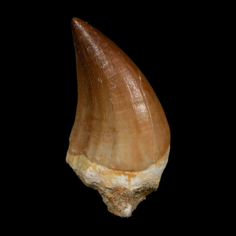 XL 2.3" Mosasaur Prognathodon Fossil Tooth Cretaceous Dinosaur Era COA, Stand
