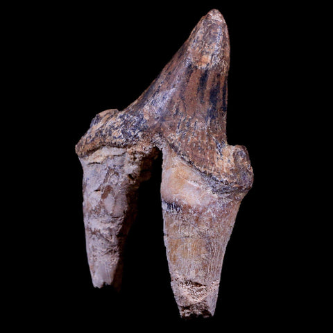 3.3" Pappocetus Lugardi Tooth Prehistoric Whale 40-34 Mil Yrs Old Eocene Age - Fossil Age Minerals