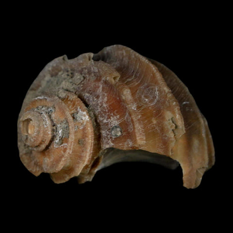 1.9" Ecphora Gardnerae Gastropod Fossil Shell Lee Creek Miocene Epoch North Carolina - Fossil Age Minerals