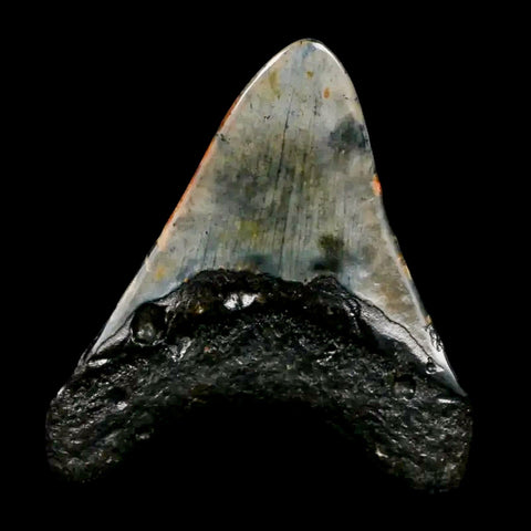 3.6" Quality Megalodon Shark Tooth Serrated Fossil Natural Miocene Age COA
