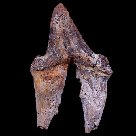 3.3" Pappocetus Lugardi Tooth Prehistoric Whale 40-34 Mil Yrs Old Eocene Age - Fossil Age Minerals