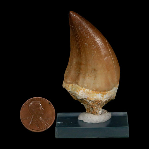 XL 2.3" Mosasaur Prognathodon Fossil Tooth Cretaceous Dinosaur Era COA, Stand