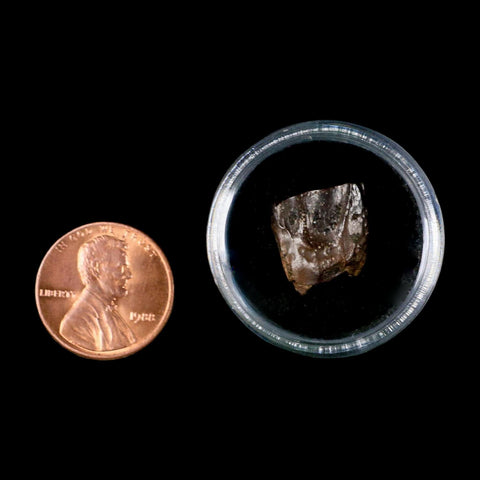 0.5" Triceratops Fossil Tooth Lance Creek FM Cretaceous Dinosaur WY COA Display - Fossil Age Minerals