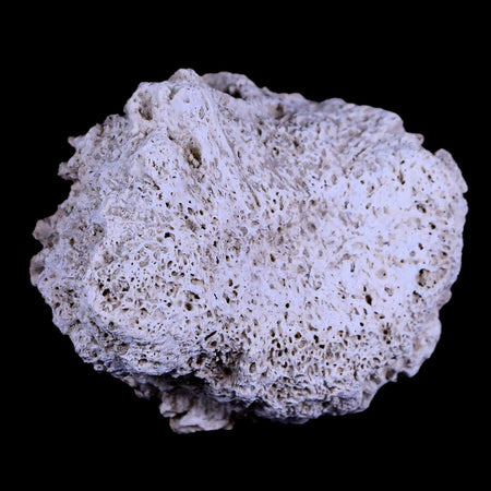 2.1" Glyptodon Fossil Osteoderm Scute Plate Bony Armor Pliocene Age Uruguay COA